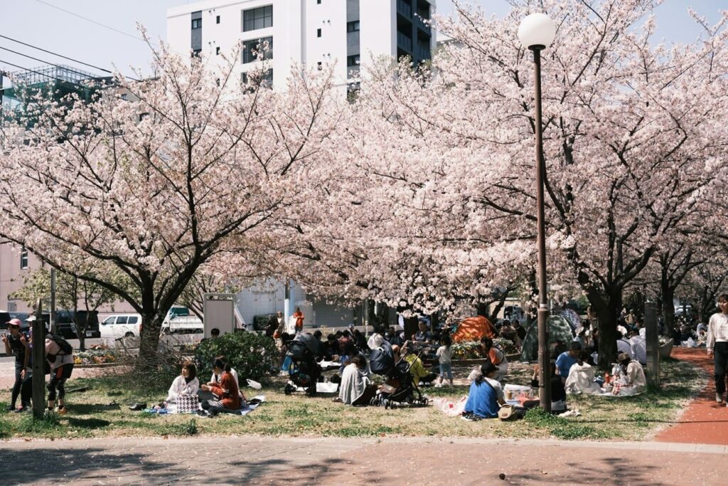 hanami cerisier en fleur Japon